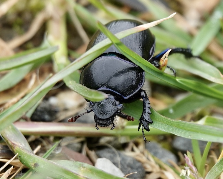 Dor beetle